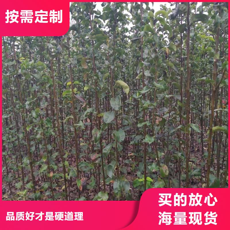 秋月梨树苗种植时间附近厂家