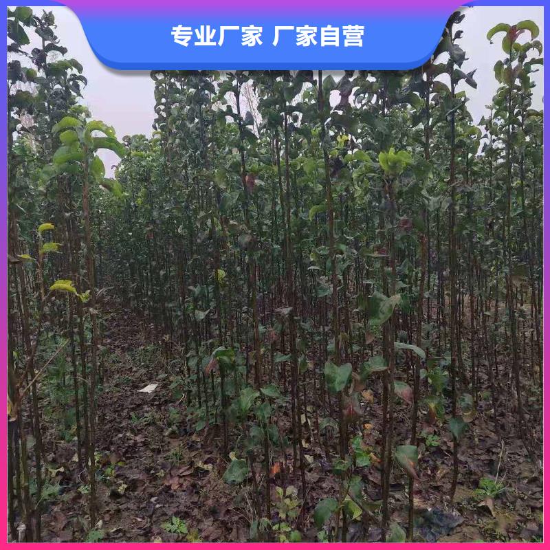 秋月梨种植苗基地图片质检严格