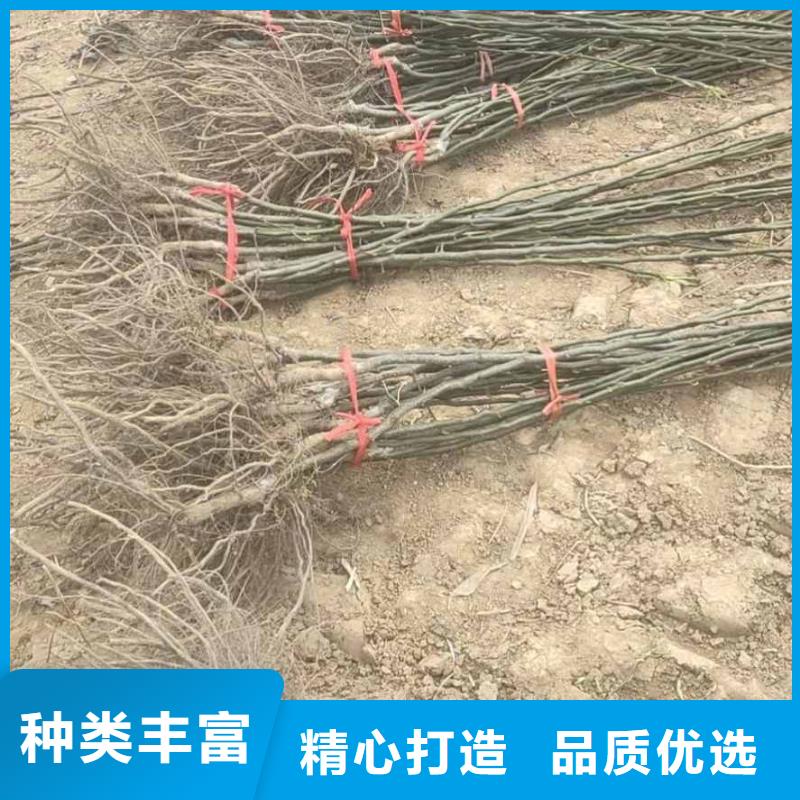 秋月梨种植苗几年结果实体厂家