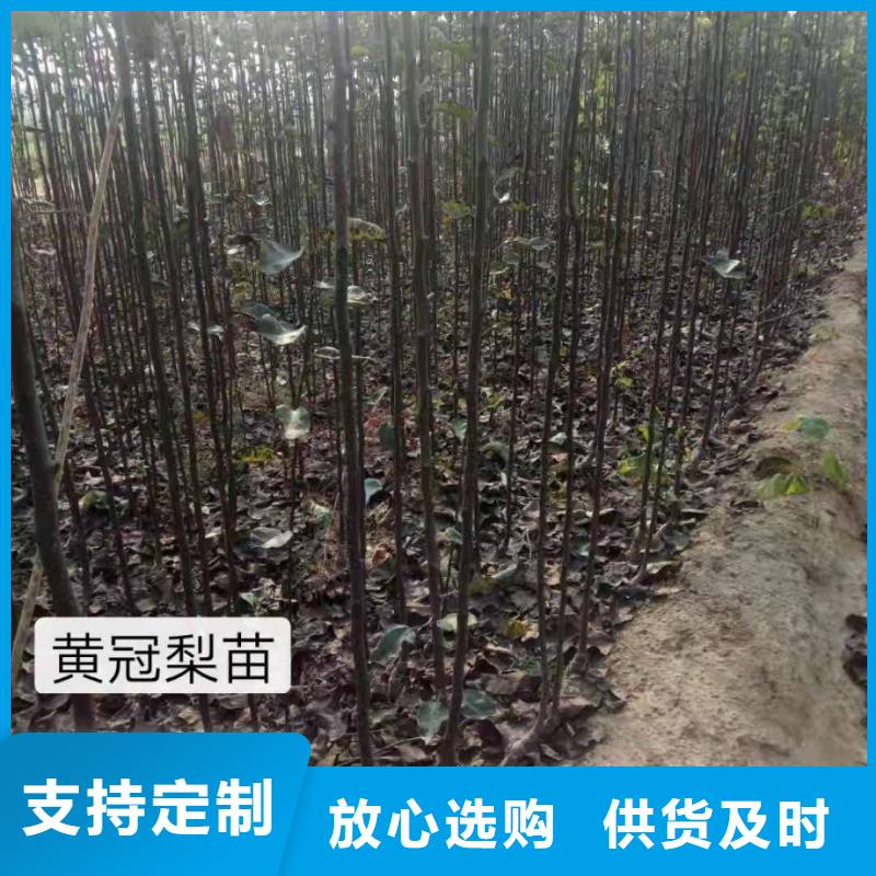 秋月梨树苗苗木基地工艺层层把关