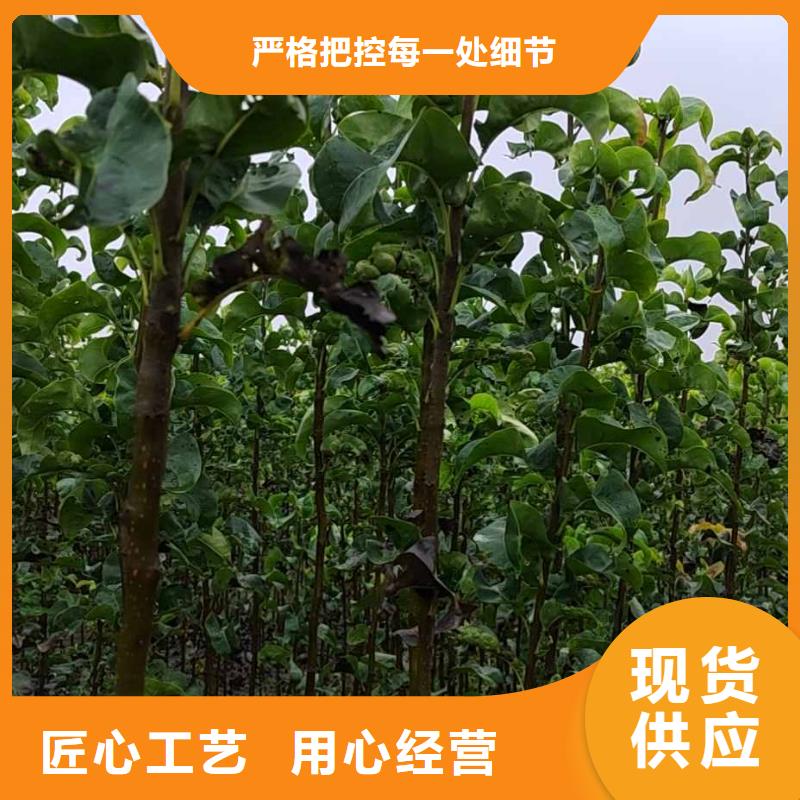 秋月梨树苗种植方法及时间支持加工定制