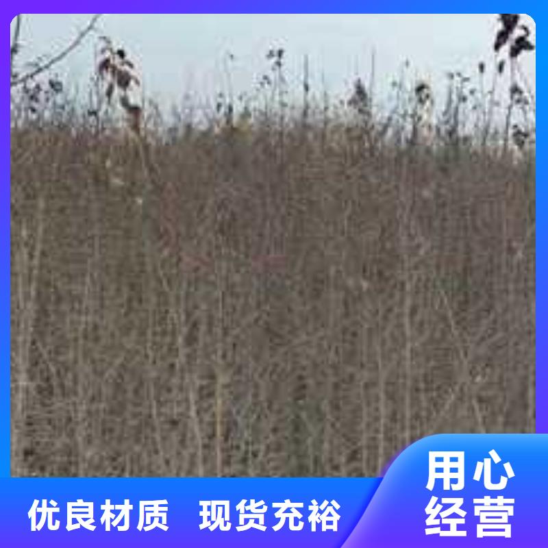 杜梨树苗种植方法附近生产厂家