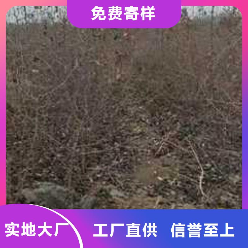 杜梨树苗批发基地精品选购