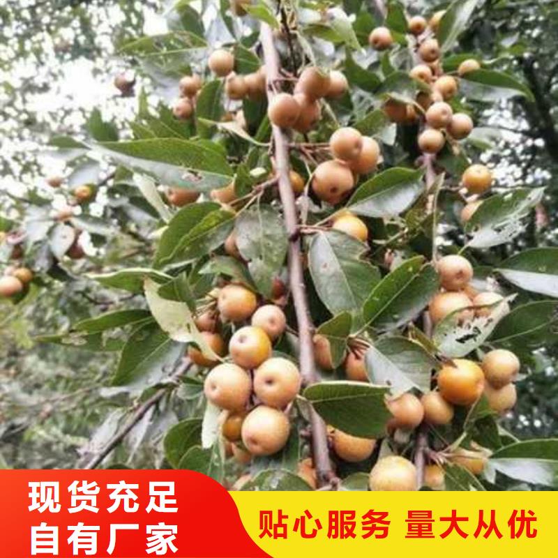 杜梨小苗种植基地多家仓库发货