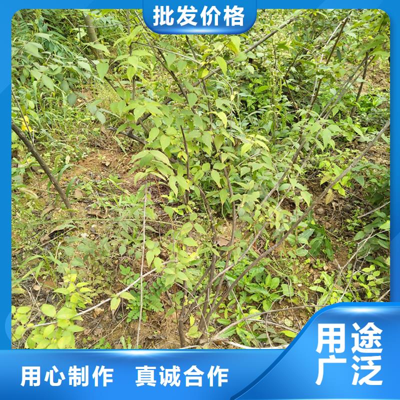 相思果苗适合种植地区厂家新品