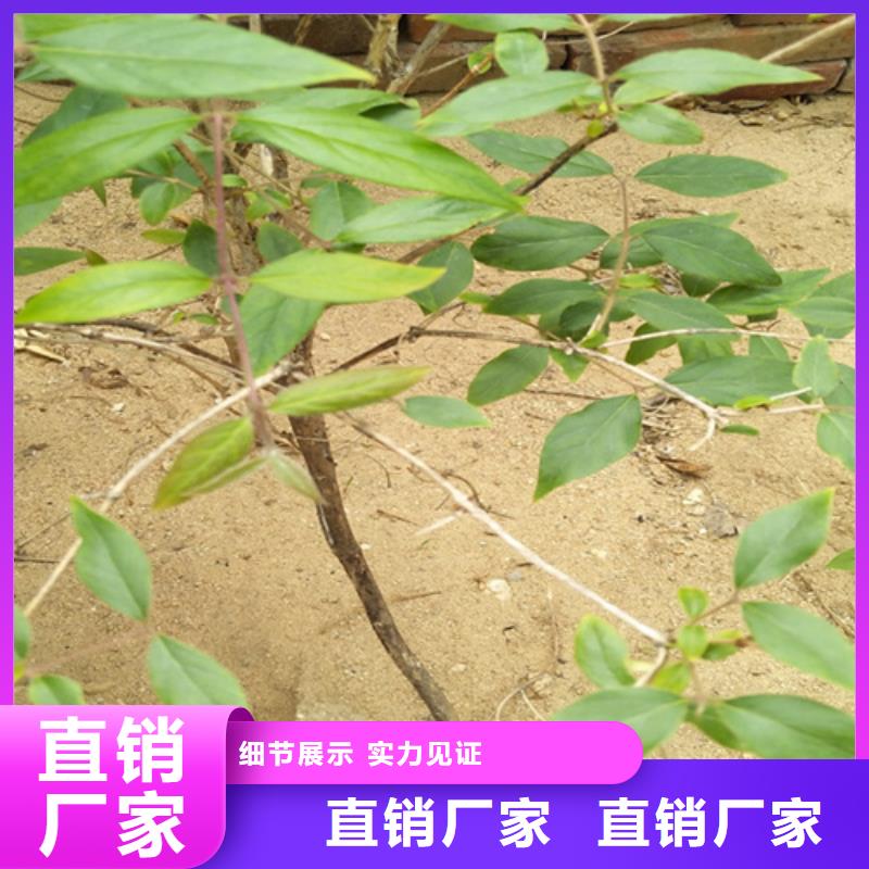 爱情果苗种植技术款式新颖