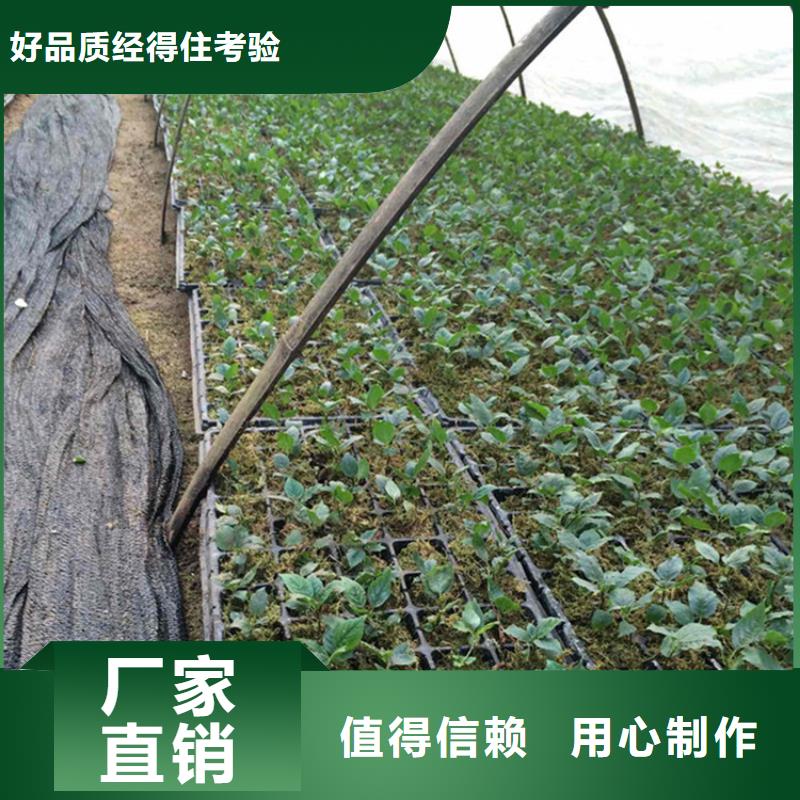 矮化大樱桃树苗适合种植地区出货快