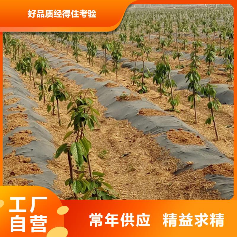 大樱桃树苗种植技术诚信经营质量保证