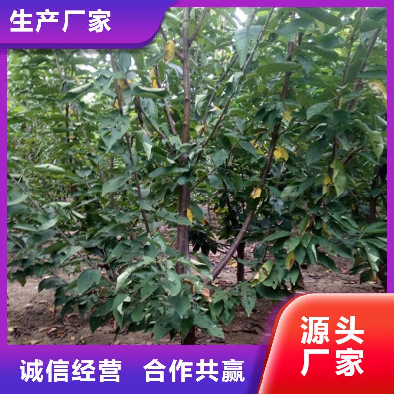 矮化车厘子树苗种植管理技术颜色尺寸款式定制