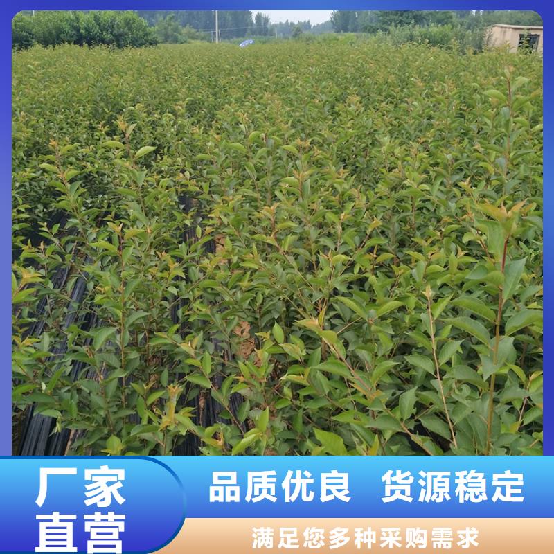 矮化大樱桃苗种植基地口碑好实力强