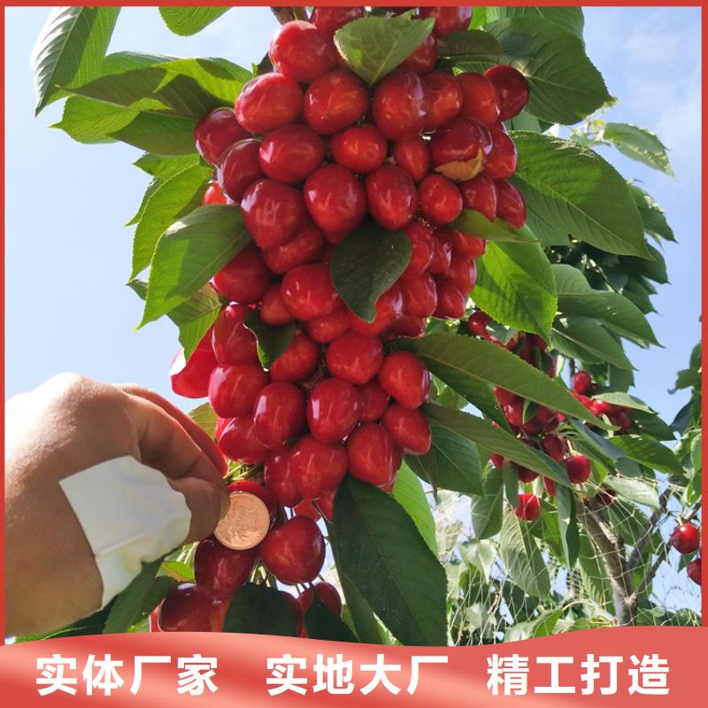 矮化吉塞拉大樱桃苗种植技术技术先进