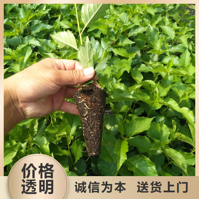大樱桃苗当年结果树本地制造商