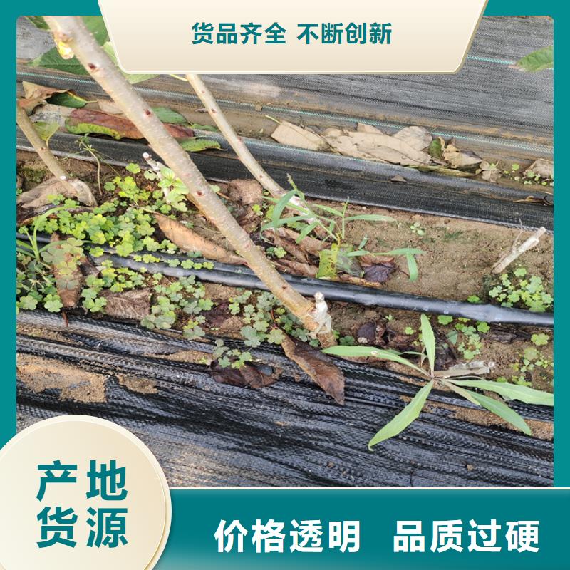 矮化吉塞拉大樱桃苗量大从优快速报价