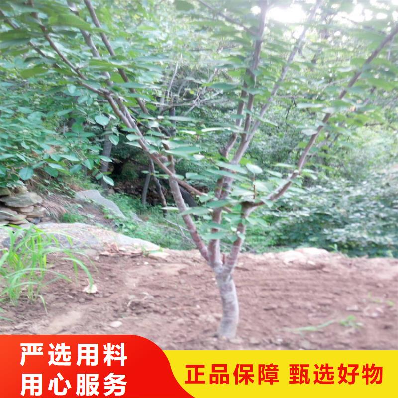 大樱桃树苗质优价廉精心推荐