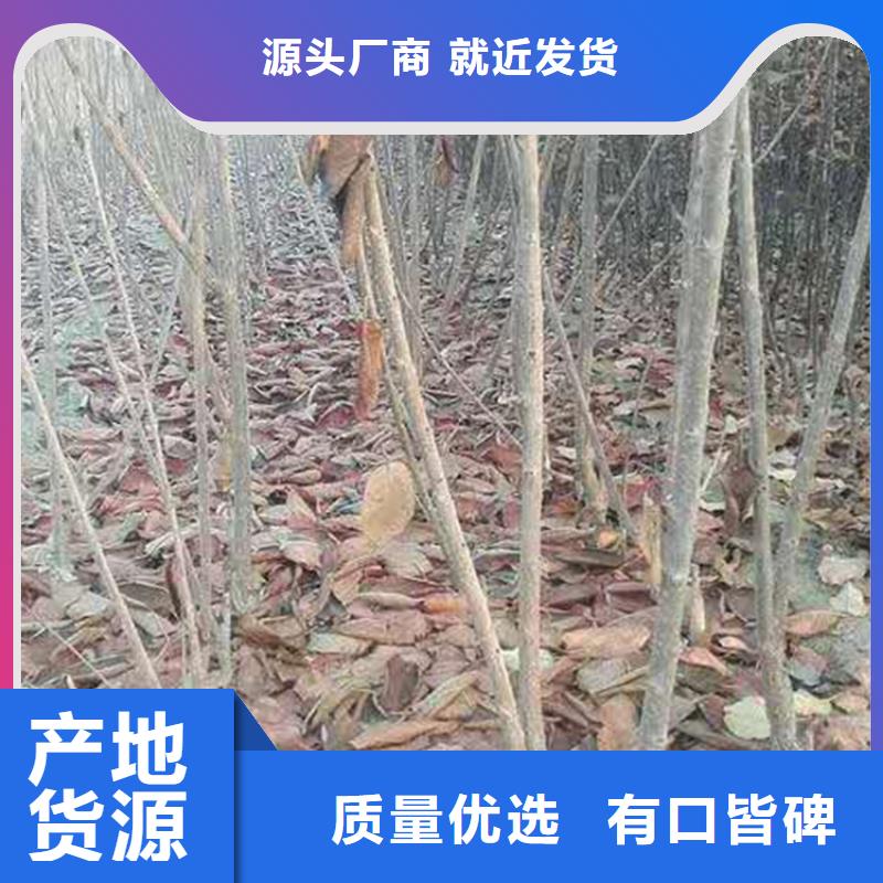 大樱桃树苗量大从优为您精心挑选