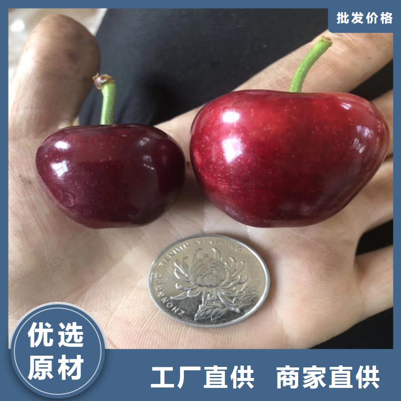 矮化大樱桃苗大棚种植附近厂家