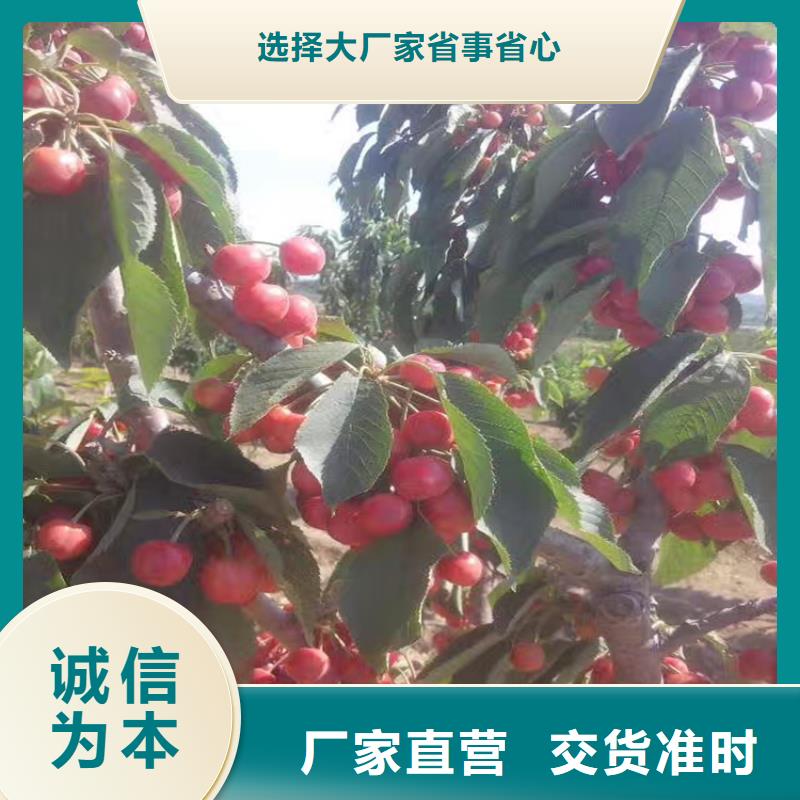 矮化大樱桃树苗欢迎咨询当地服务商