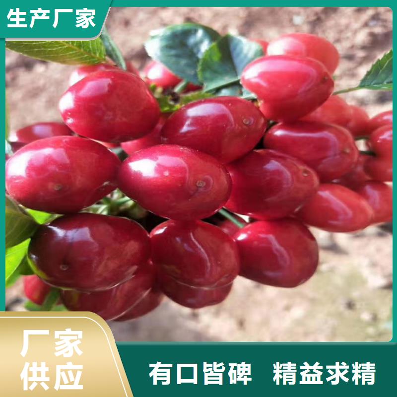 大樱桃树苗现挖苗现发货省心又省钱
