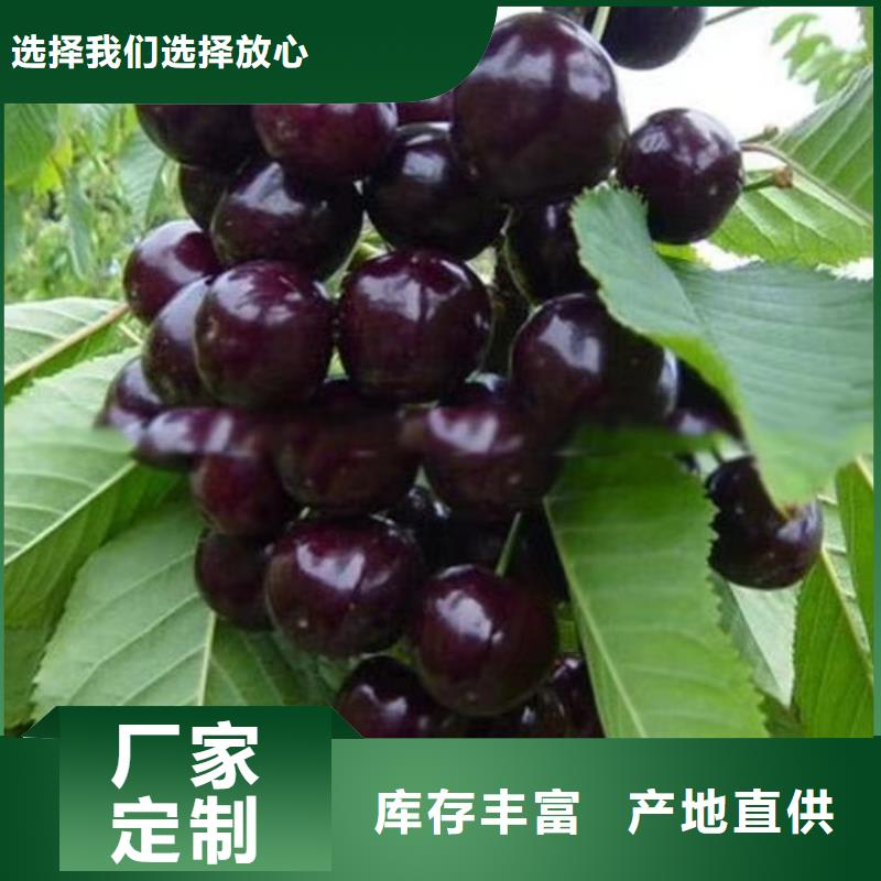 矮化车厘子树苗种植管理技术本地货源