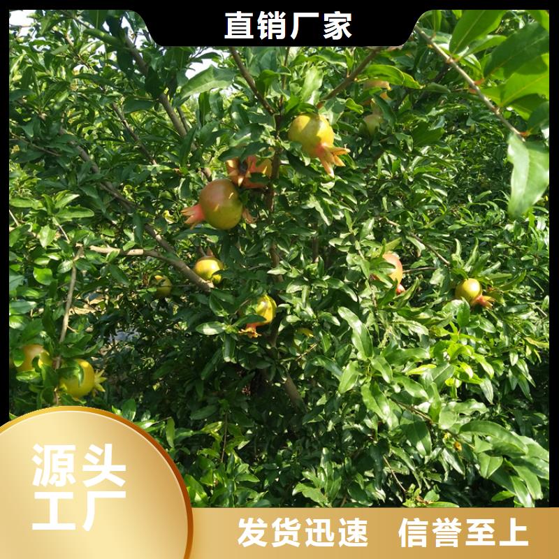 甜籽石榴苗规格出货快