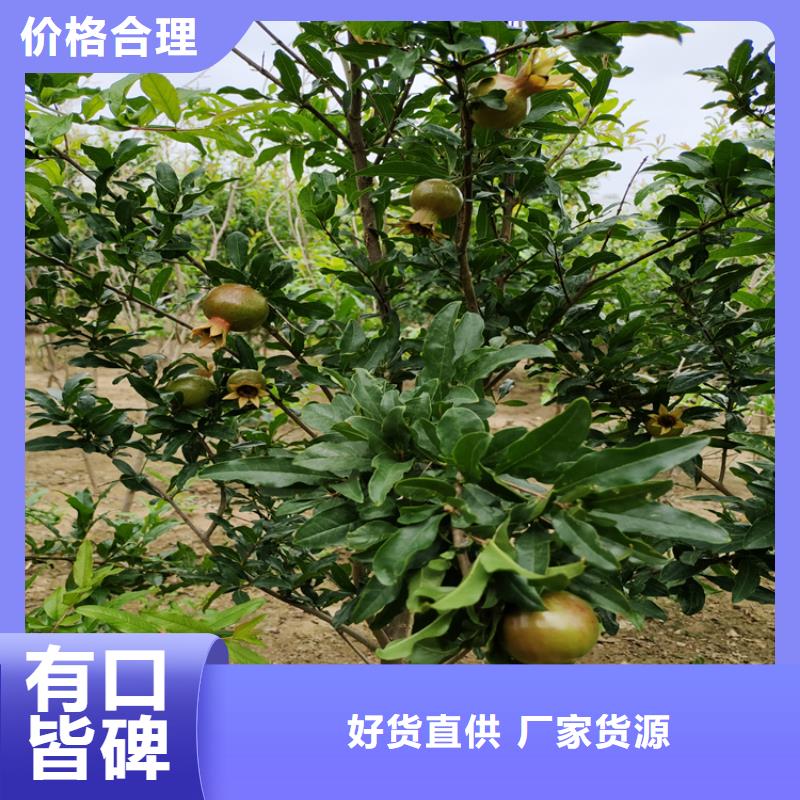 黑籽石榴树苗一亩地多少棵规格齐全