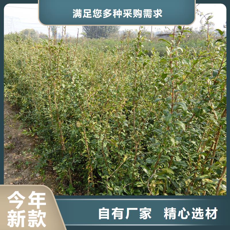 黑籽石榴树苗一亩地栽多少棵同城货源