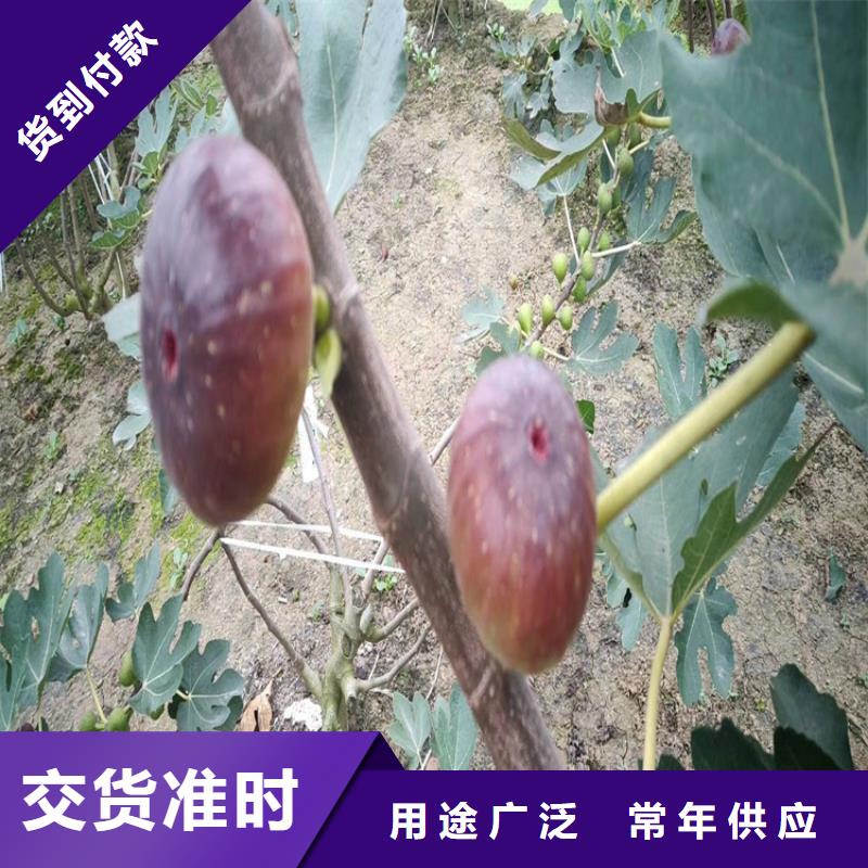 紫果无花果苗批发零售/轩园园艺场细节决定成败