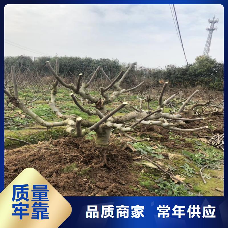 紫果无花果树苗新奇品种本地供应商