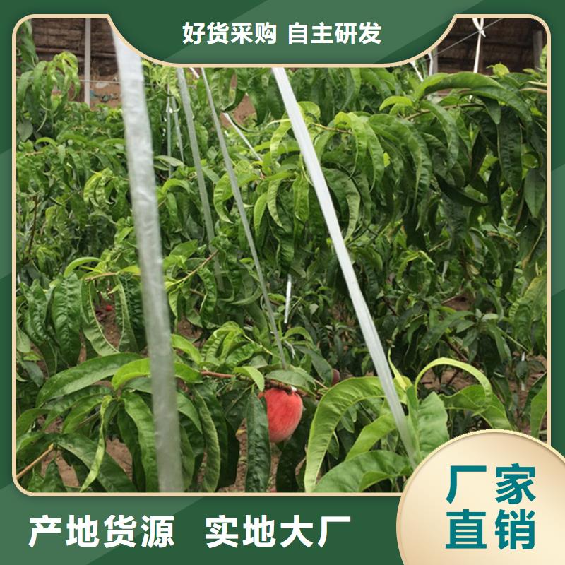 新品种桃树苗批发零售同城制造商