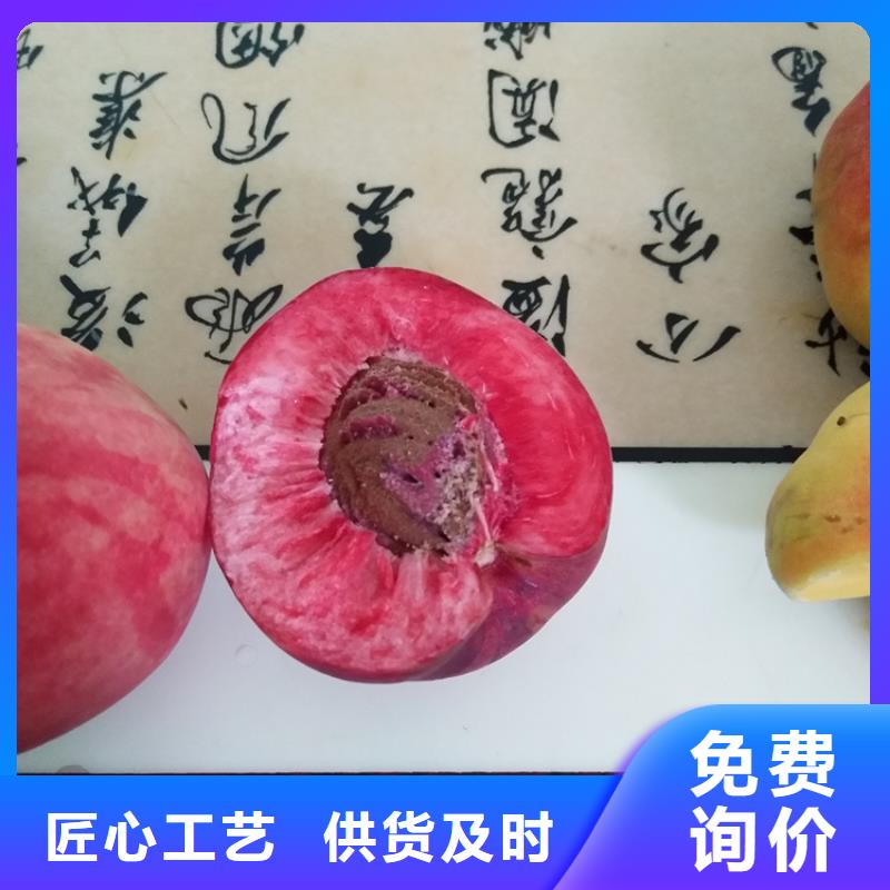 新品种桃树苗产量多少品类齐全