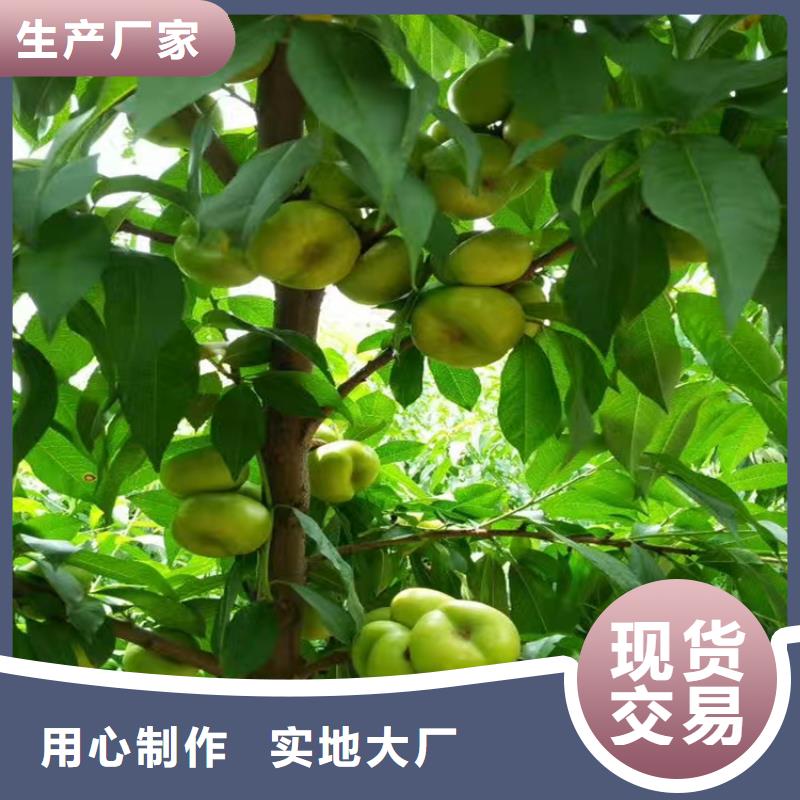 黑桃树苗大棚种植当地公司