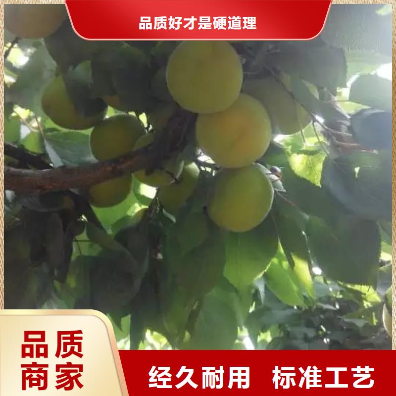 杏树苗种植管理技术价格公道合理