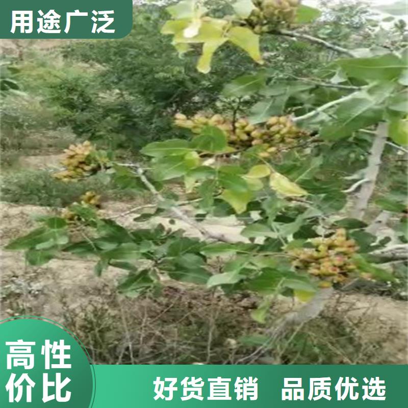 开心果苗适合种植地区质检合格出厂