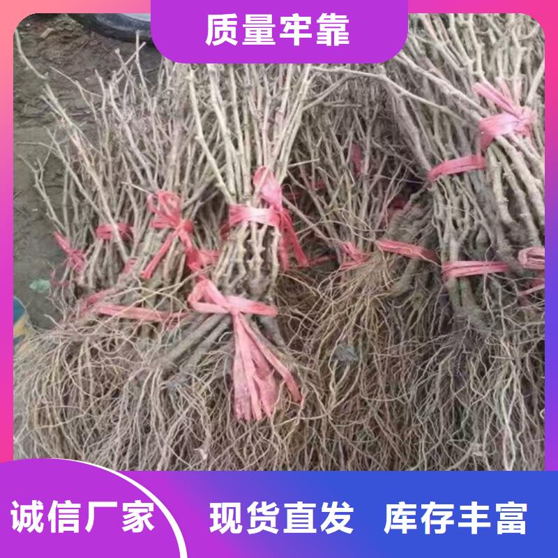 葡萄苗价格附近制造商