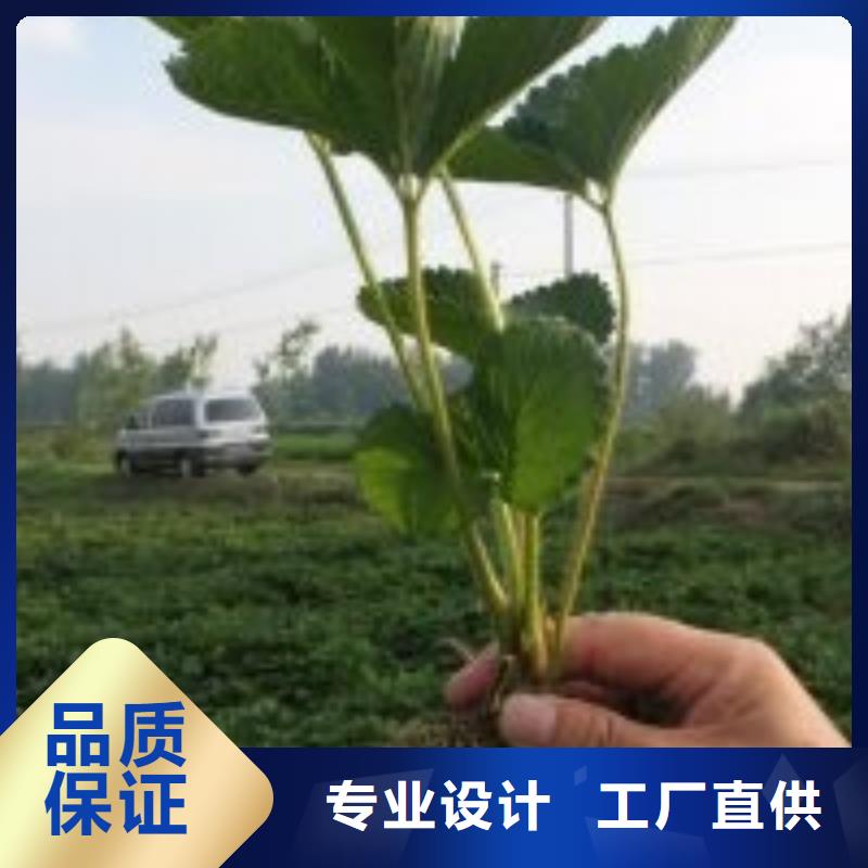 社旗艳丽草莓苗畅销全国厂家直销大量现货