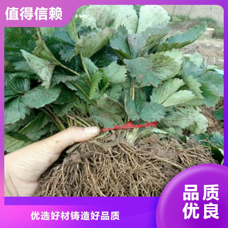 五桂山街道牛奶草莓苗栽植密度同城经销商