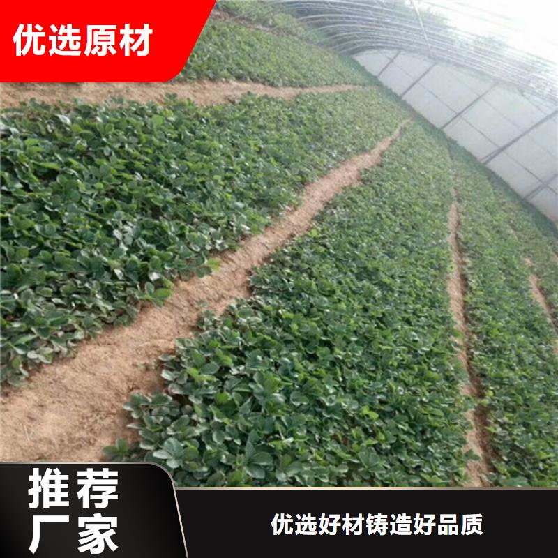 一年生艳丽草莓苗，艳丽草莓苗适应土地追求品质