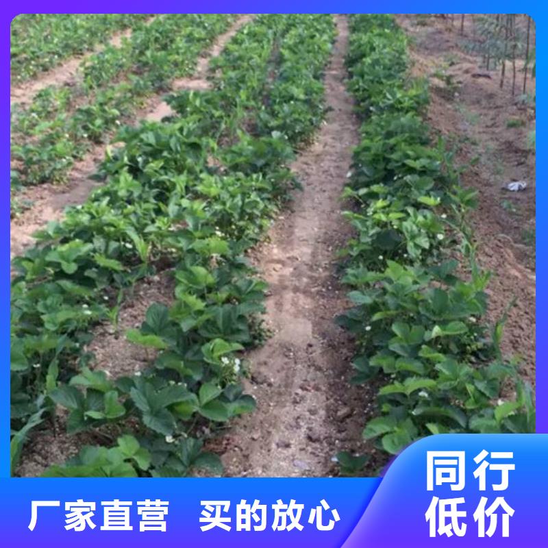 岚山基地批发香蕉品种草莓苗，香蕉品种草莓苗育苗厂家多年实力厂家