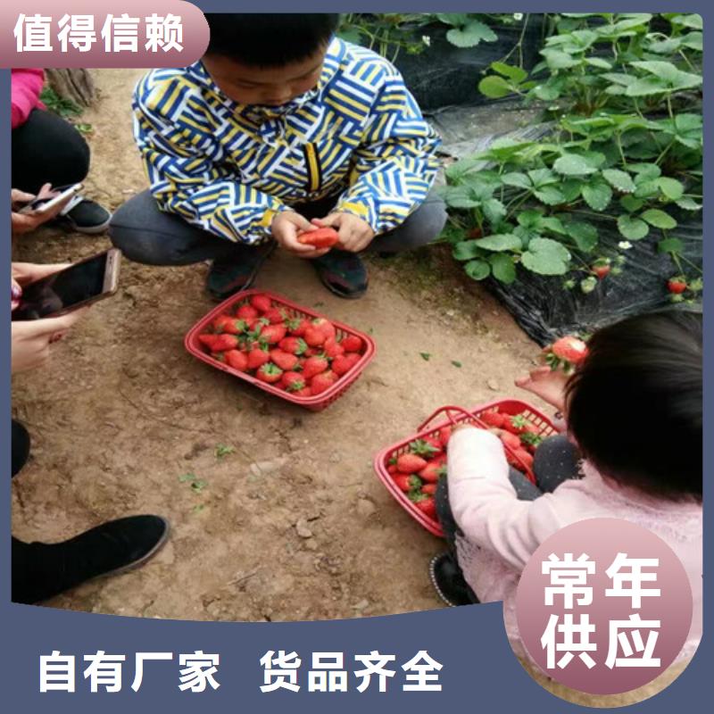 宁玉草莓苗批发价格货源稳定