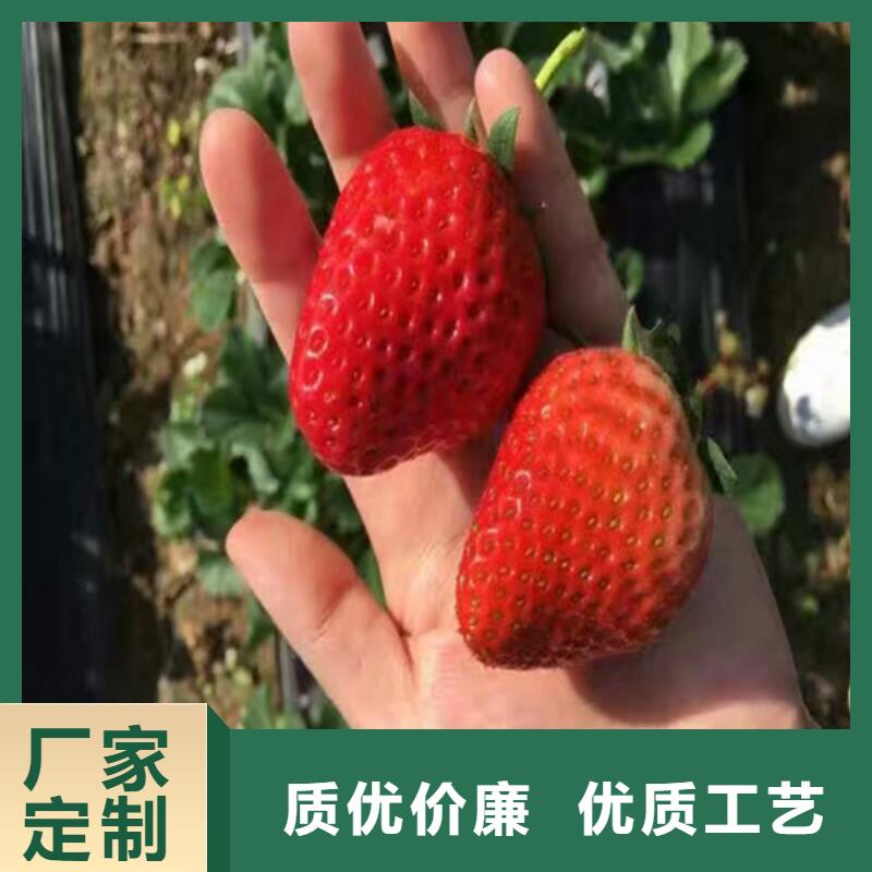 桃熏草莓苗种植品种选择当地供应商