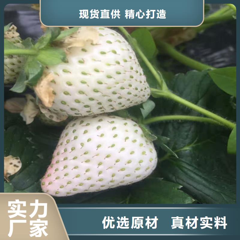 嘉善哪里卖草莓苗品种，草莓苗品种种植地区高品质诚信厂家