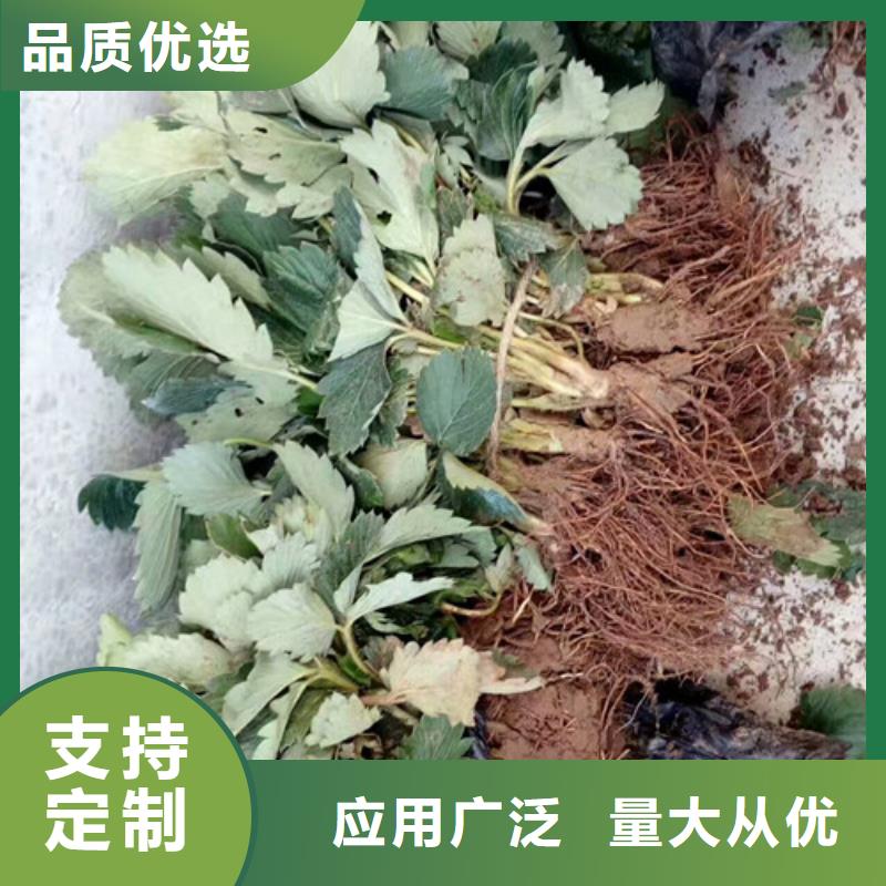 白雪公主草莓苗多少钱一棵供应商