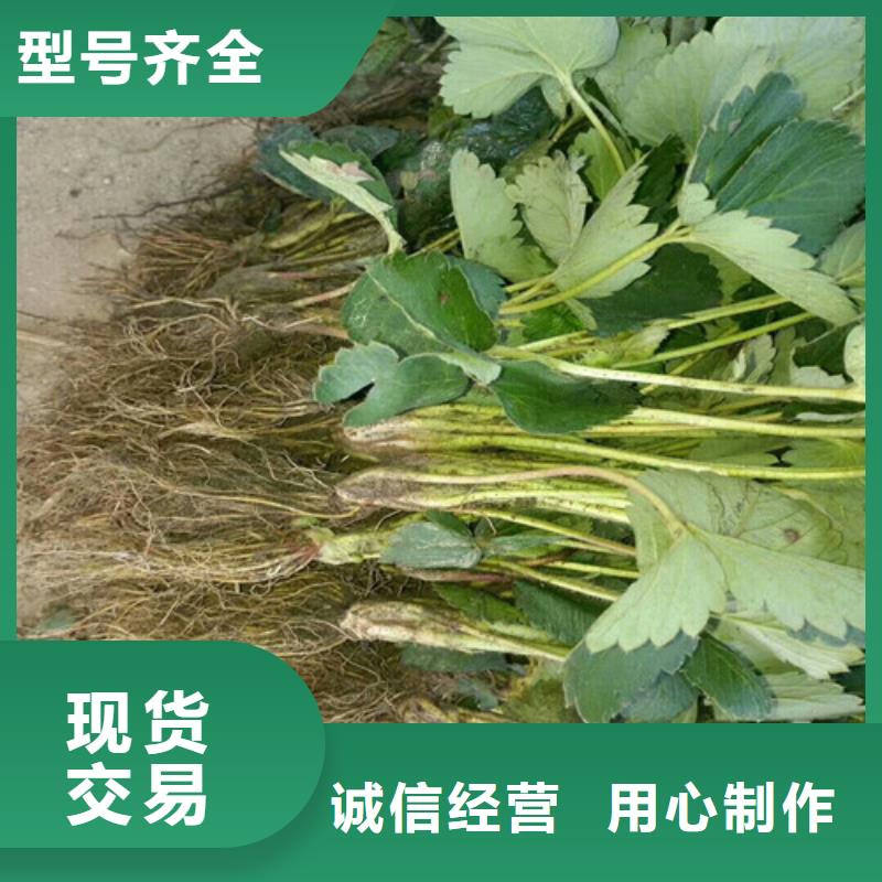 深圳龙华二年生隋珠草莓苗，隋珠草莓苗耐储存品种价格透明