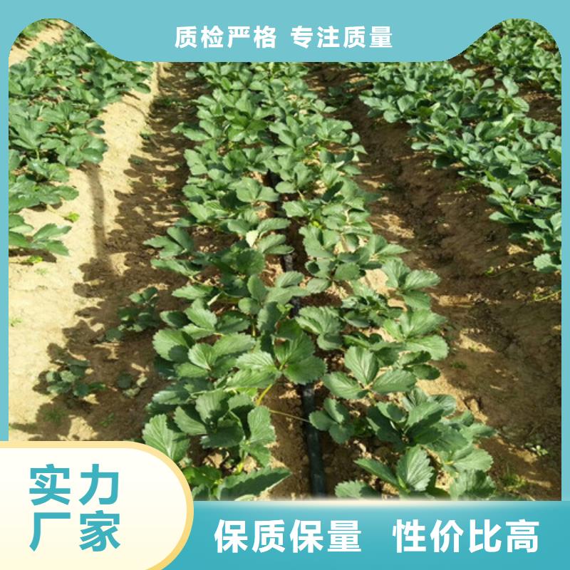 圣诞红草莓苗厂家信守承诺联系厂家