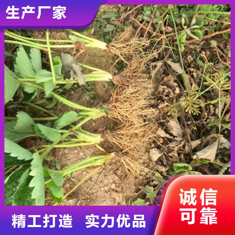 香蕉草莓苗敢与同行比质量