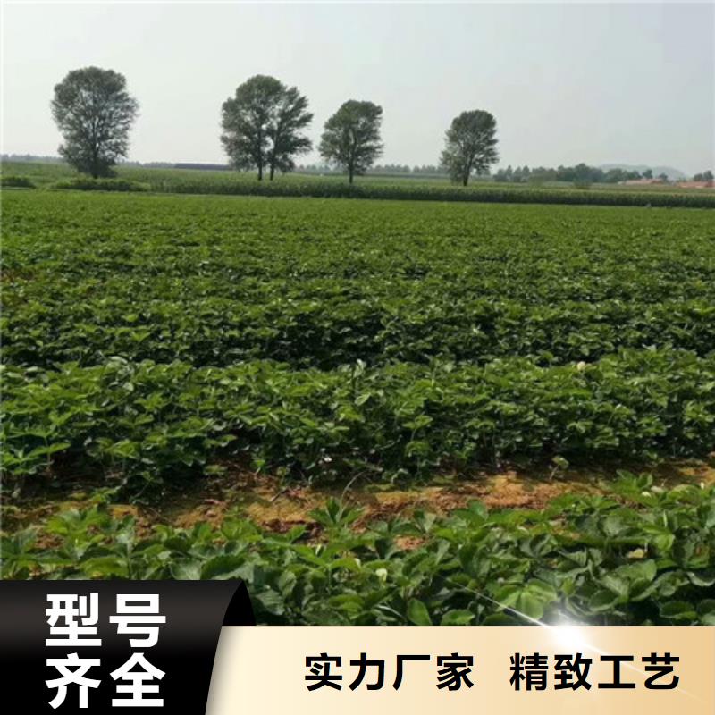 博罗妙香草莓苗品质放心高质量高信誉