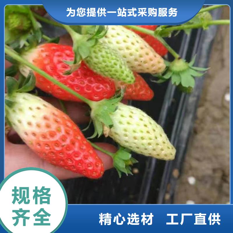 法兰地草莓苗种植品种选择质优价廉