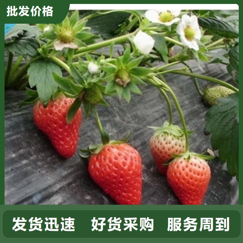 妙香7号草莓苗便宜价格多种优势放心选择