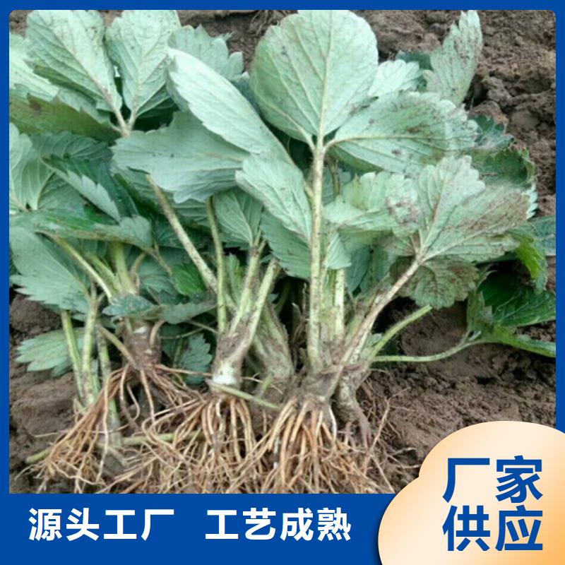 稻城桃熏草莓苗价格N年大品牌