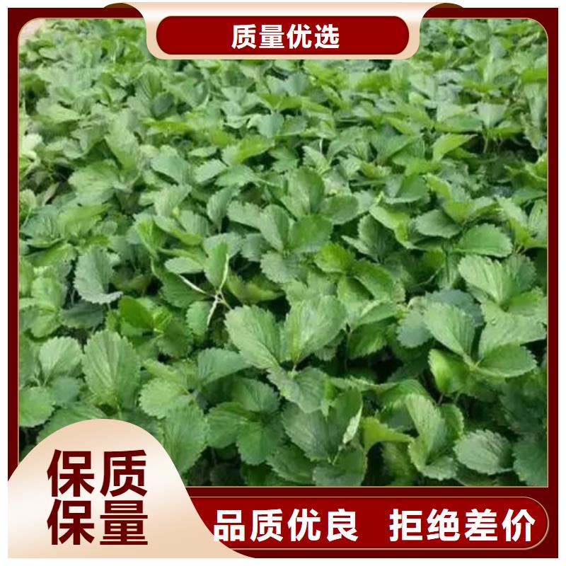 红颊草莓苗的应用范围工厂直供